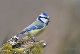 <p>SÝKORA MODŘINKA (Cyanistes caeruleus) /Eurasian blue tit - Blaumeise/</p>